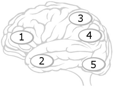 the brain map