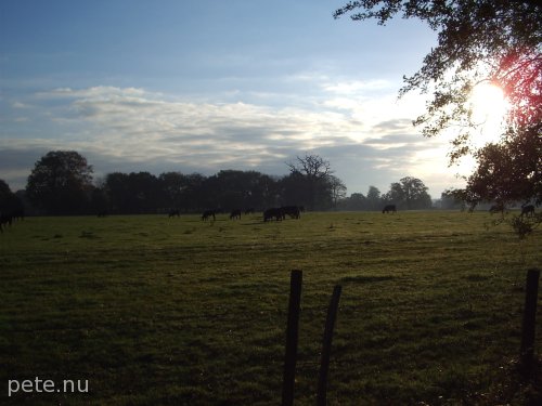 cows and sunrise