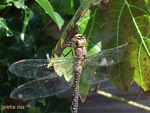 Dragonfly