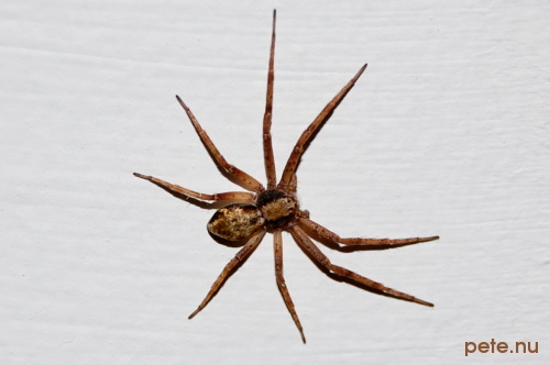 house spider