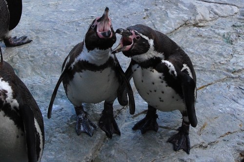 laughing penguins