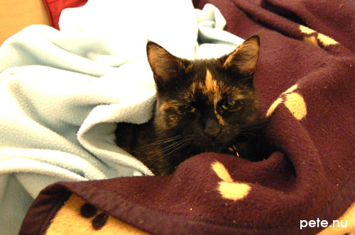 Maisy under a blanket