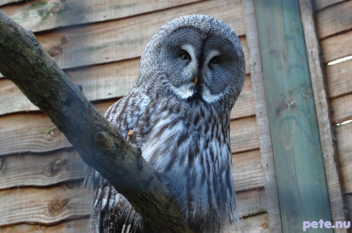 scowling owl