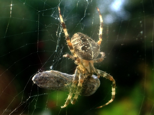 spider snack